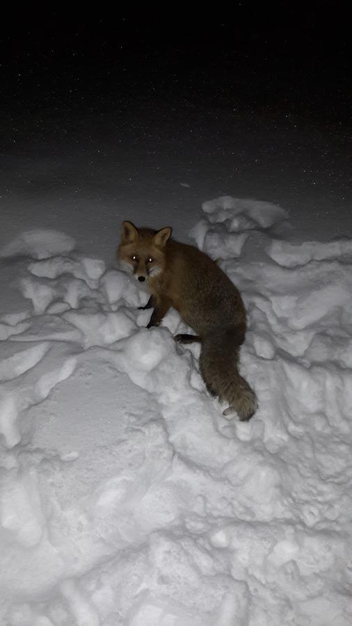 Snowhite Jahorina Villa Eksteriør bilde